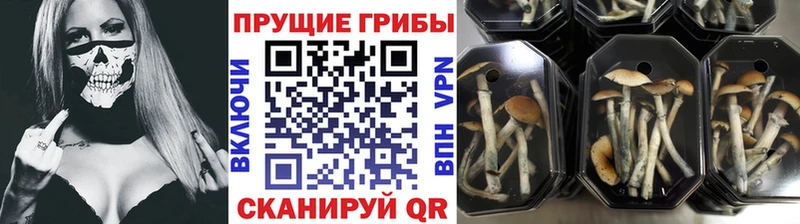 где найти наркотики  Семилуки  Псилоцибиновые грибы Cubensis 